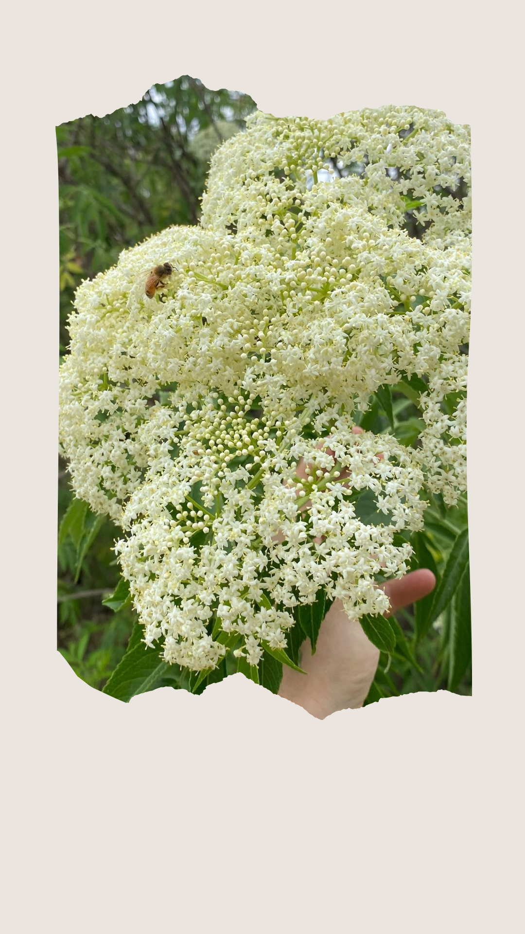 Elderflower