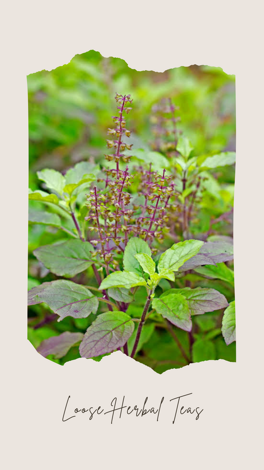 Holy(Tulsi) Basil Loose Tea