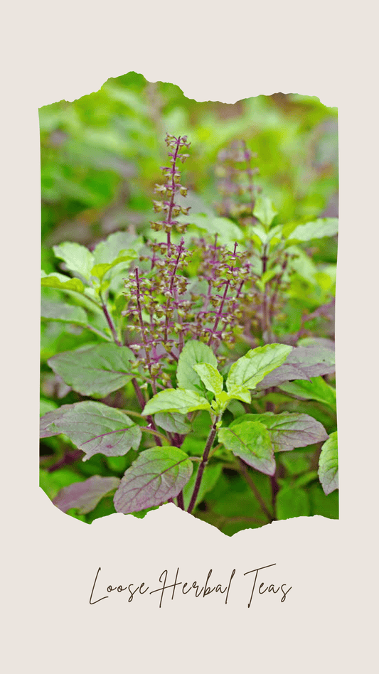 Holy(Tulsi) Basil Loose Tea - La Maison De SiropHoly(Tulsi) Basil Loose Tea